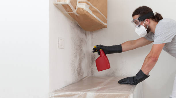 Professional Mold Removal technician working in Westport, NC